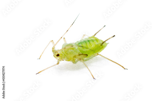 Green Fly or Aphid Parasite Pest Insect Isolated on White Background