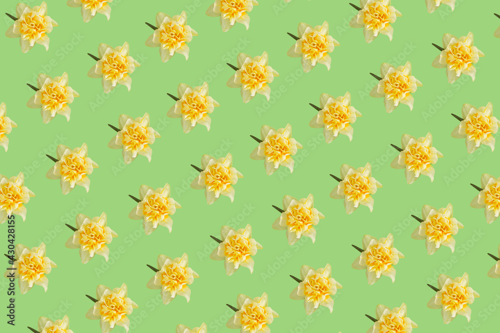 Creative pattern with yellow narcissus flower on green background. Minimal nature spring flat lay concept. Creative pattern with yellow narcissus flower on green background. Minimal nature spring flat lay concept.