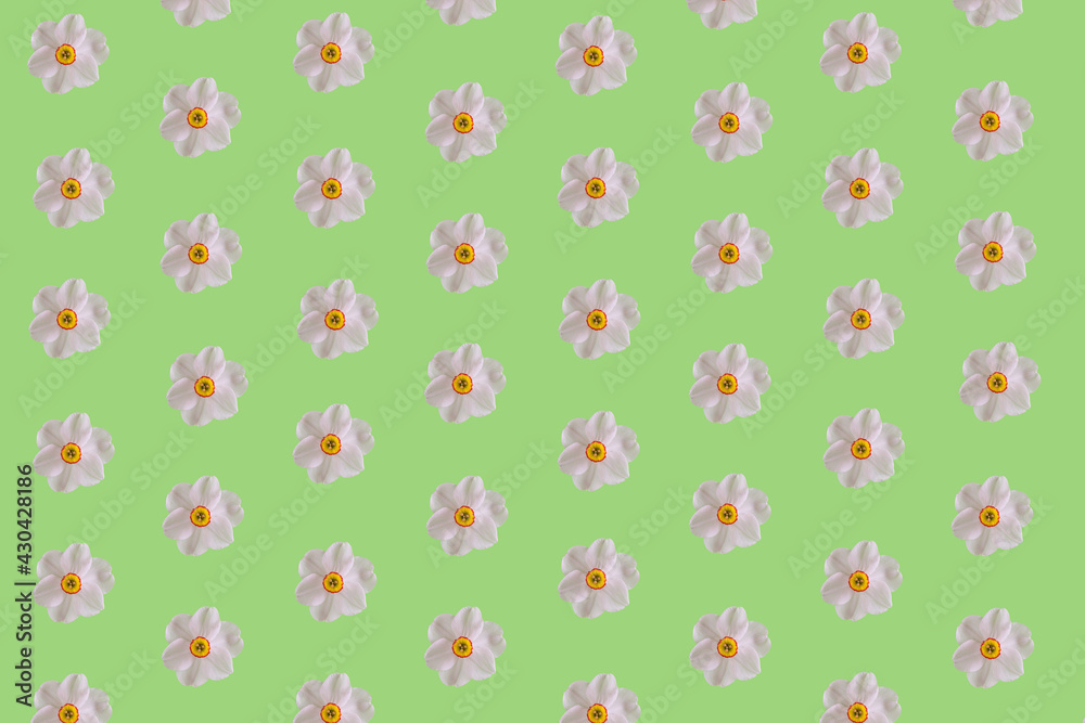 Creative pattern with white narcissus flower on green background. Minimal nature spring flat lay concept. Creative pattern with white narcissus flower on green background. Minimal nature spring flat lay concept.