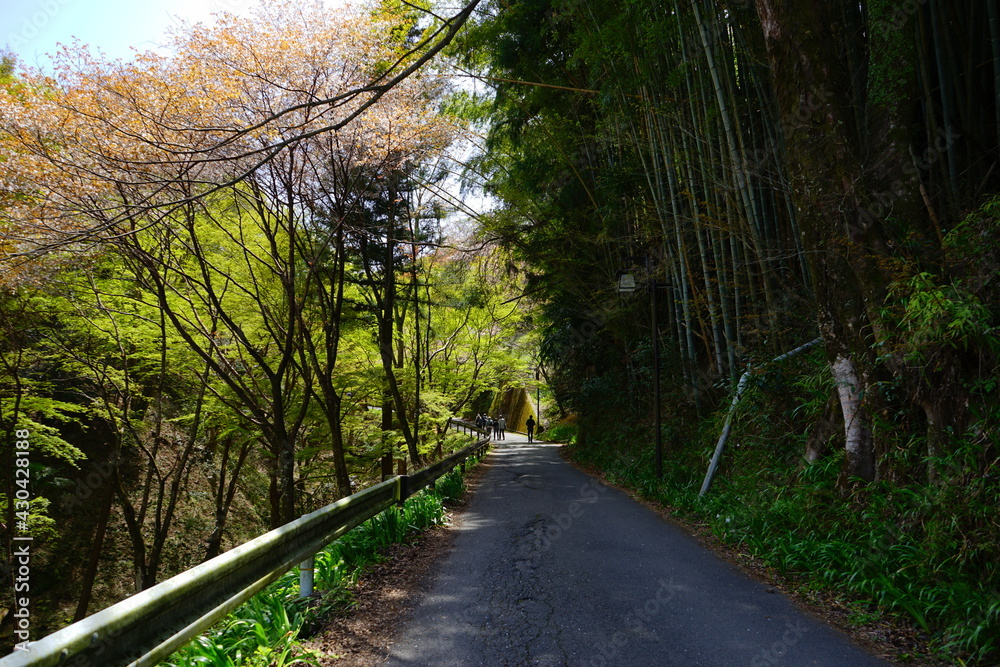 Fototapeta premium Mountain path surrounded by green trees and bamboo on Yoshinoyama, Mount Yoshino in Nara Prefecture - 日本 奈良 吉野山 山道
