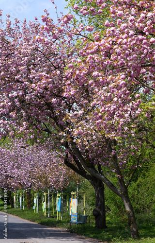 Kirchblüte in Köln Sülz 3