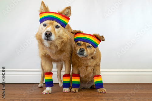 Two cute dogs wearing rainbow pride outfits