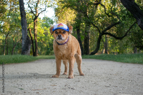 Cute dog wearing hat hiking outdoors