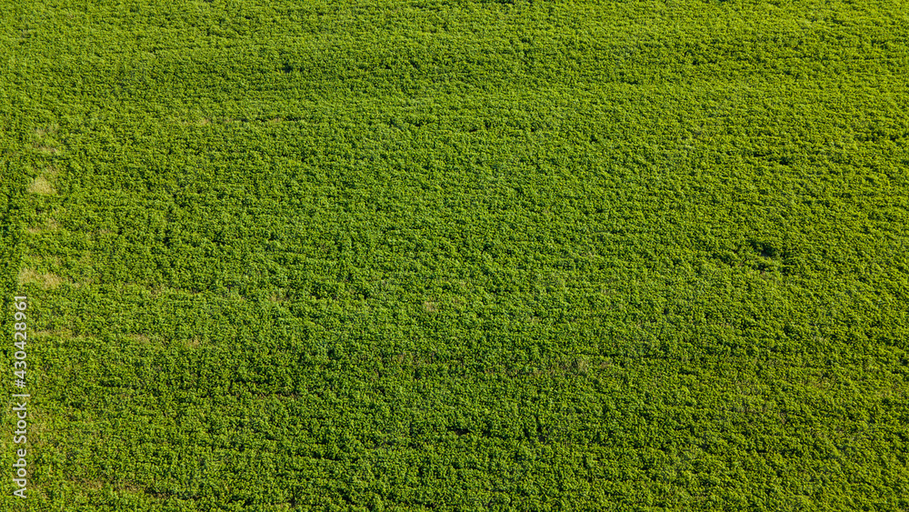 Aerial view of green agricultural fields in spring with fresh vegetation after seeding season on a warm sunny day Aerial view of green agricultural fields in spring with fresh vegetation after seeding season on a warm sunny day
