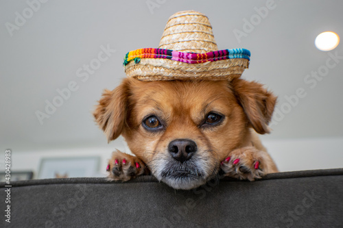 Cute dog wearing sombrero