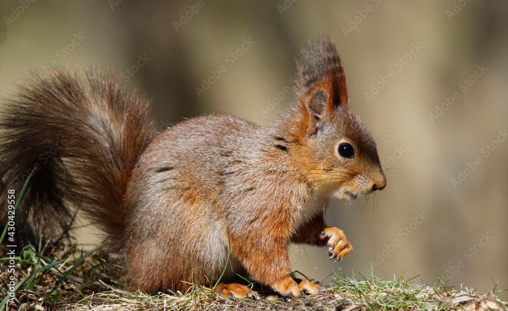 Fototapeta premium Red squirrel 
