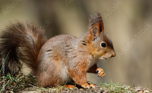 Red squirrel  © John Sandoy