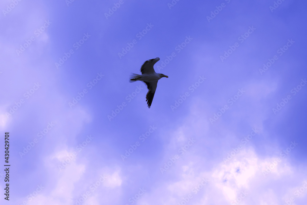 Fototapeta premium Bird In Flight On A Cloudy Day