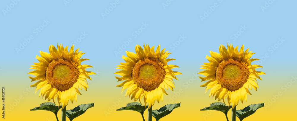 Three beautiful colorful sunflowers in a row against a yellow-blue background. Three beautiful colorful sunflowers in a row against a yellow-blue background.
