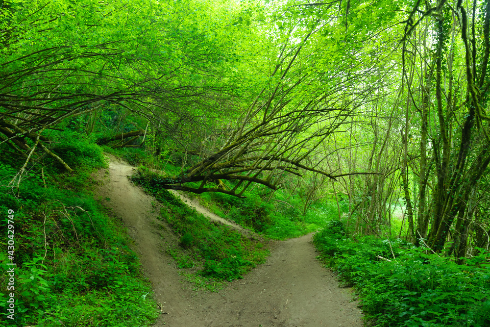Obraz premium Path under a greeny forest