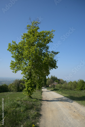 Hills near Piacenza. Spring, Flowers and Colours.