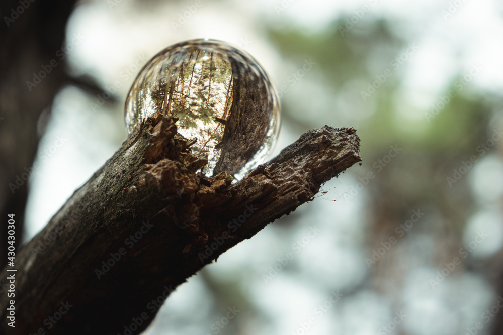 Environment concept, a crystal ball lies on a moss in the forest, reflection of the forest. concept and theme of nature, environmental protection. relaxation. glass material. Environment concept, a crystal ball lies on a moss in the forest, reflection of the forest. concept and theme of nature, environmental protection. relaxation. glass material.