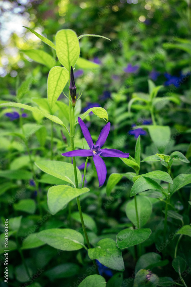 purple starflower and green leaves purple starflower and green leaves