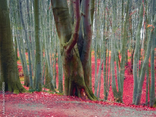 autumn forest in november, fallen red leaves, trees in late autumn 