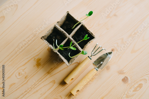 Sprouted cucumber seeds. A small garden tool.