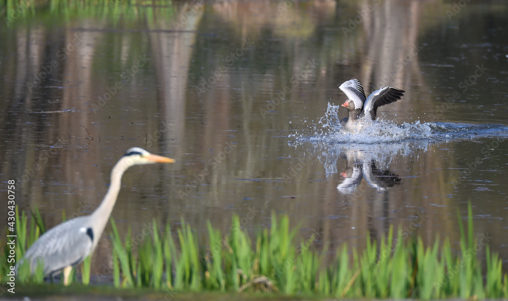 Graugans landet im Wasser Graugans landet im Wasser