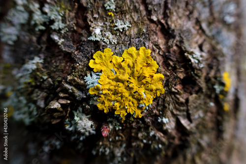 Round spot of lichen, yellow in color. Small pores on the trunk of a tree that cover the bark and cause disease in fruit plants.