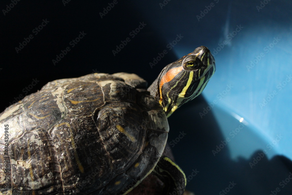 Obraz premium tortuga orejas rojas 