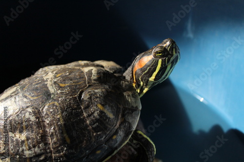 tortuga orejas rojas  photo