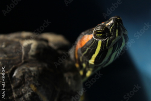 tortuga orejas rojas  photo