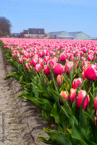 Tulip fields in Netherlands