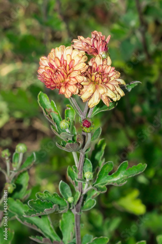 Chrysanthemum koreanum, of the family Asteraceae. photo