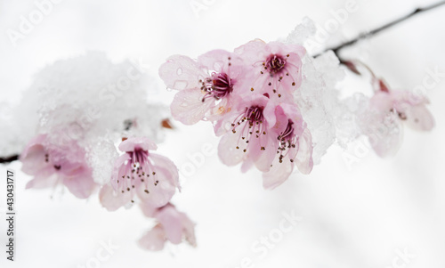 Cherry blossom and snow 3