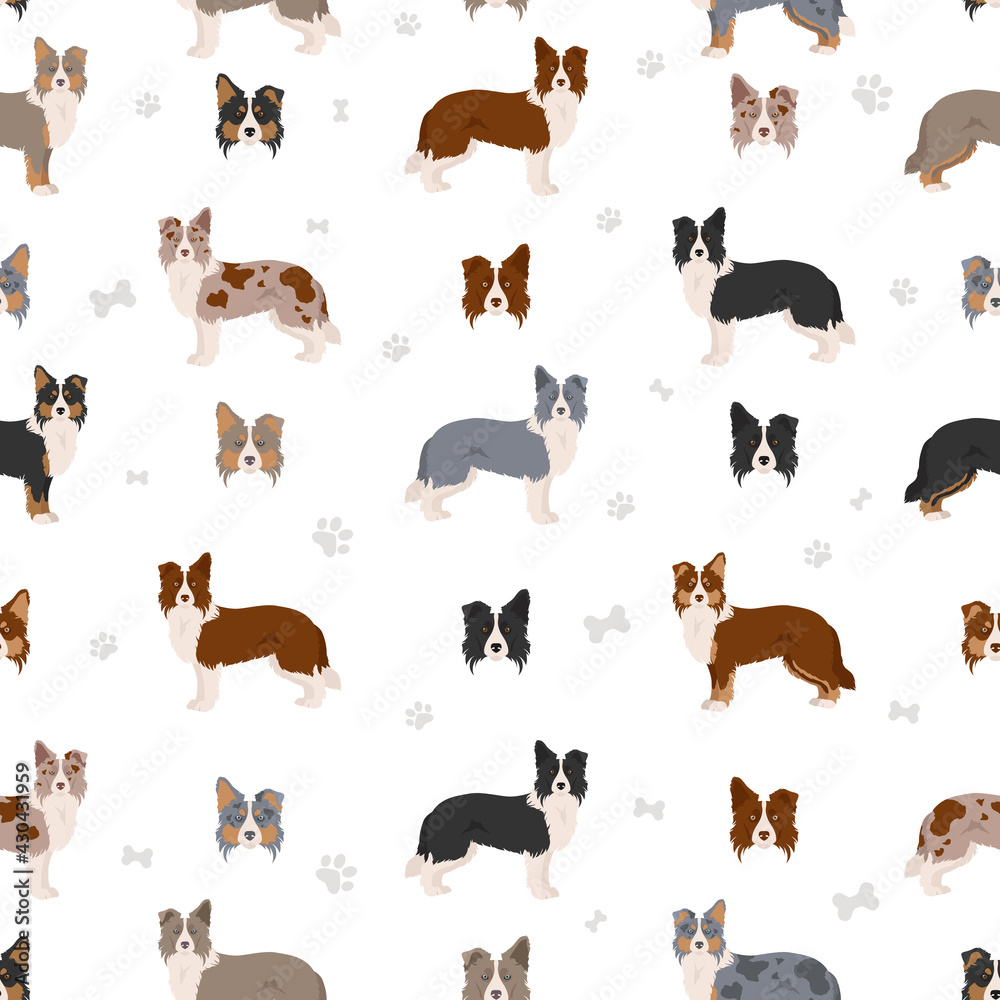 Fototapeta premium Border collie clipart. Different poses, coat colors set