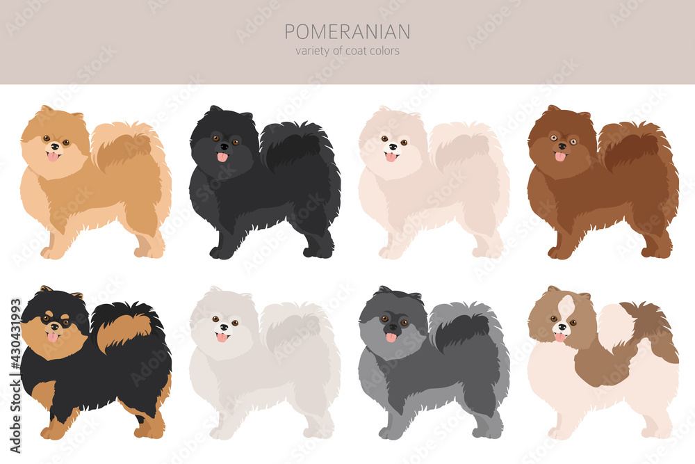 Pomeranian German spitz clipart. Different poses, coat colors set.