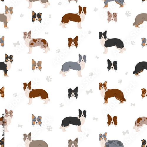 Border collie clipart. Different poses, coat colors set