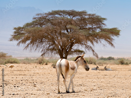 Onager or semi-domesticated sahara donkey and curved horned antelope Addax together inhabit nature reserve parks in the Middle East, focus on donkey head