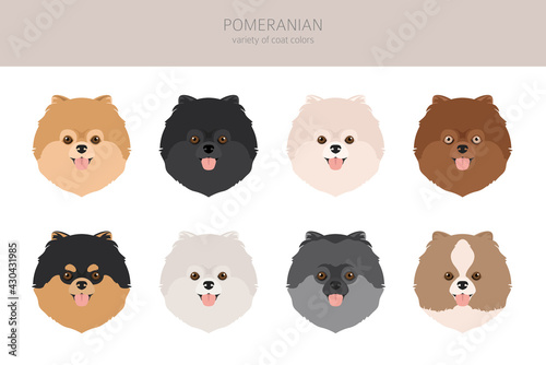 Pomeranian German spitz clipart. Different poses, coat colors set. photo