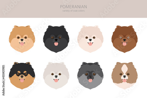 Pomeranian German spitz clipart. Different poses, coat colors set.