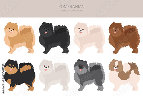 Pomeranian German spitz clipart. Different poses, coat colors set.