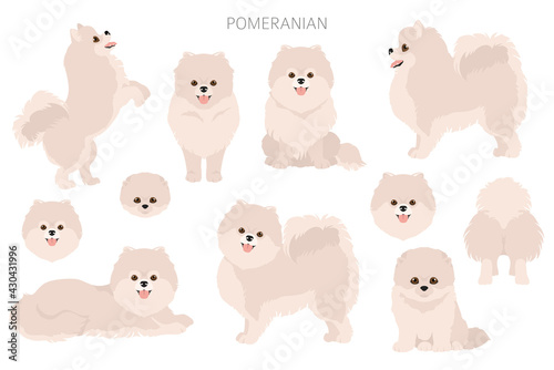 Pomeranian German spitz clipart. Different poses, coat colors set. © a7880ss