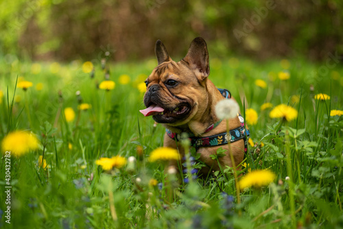 French Bulldog in the meadow