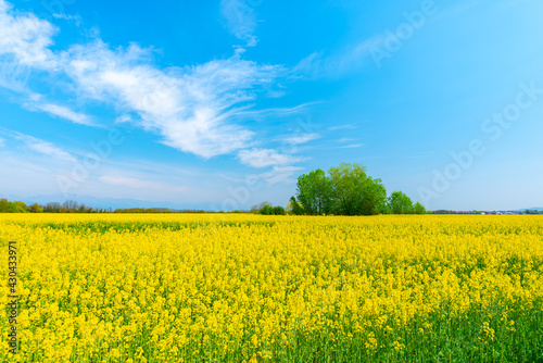 Collegno  Italy. April 5th  2021. La Dora Park. Rapeseed field in bloom with some trees in the background in spring time on a sunny day with blue sky.