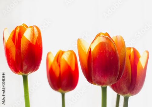 Tulips on white background, close up