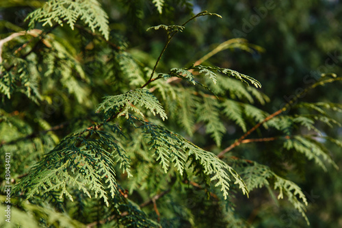 Fotografie Cypress or thuja arbor vitae, conifer tree branches texture