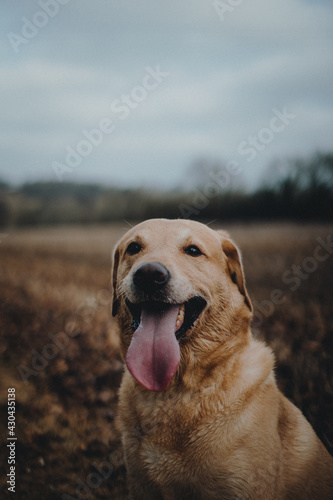 Labrador in a field