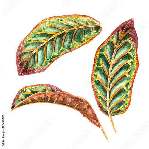 Colorful multicolor leaves of exotic tropical or jungle plant Codiaeum variegatum or Croton set. Watercolor hand drawn illustration, isolated on white background