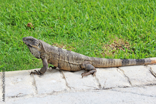 Big Mexican iguana   black spiny-tailed iguana  walking on the green fresh grass in Playa del Carmen  Riviera Maya  Quintana Roo  Mexico. Exotic reptile  big lizard