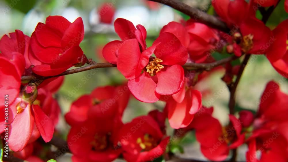 close-up of red flowering branches of ornamental shrub Chaenomeles japonica, bees collect nectar, concept of gardening, seasonal gardening, study and care of plants close-up of red flowering branches of ornamental shrub Chaenomeles japonica, bees collect nectar, concept of gardening, seasonal gardening, study and care of plants