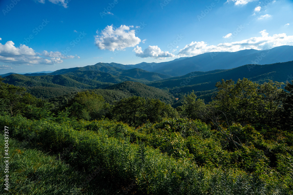 landscape in the summer