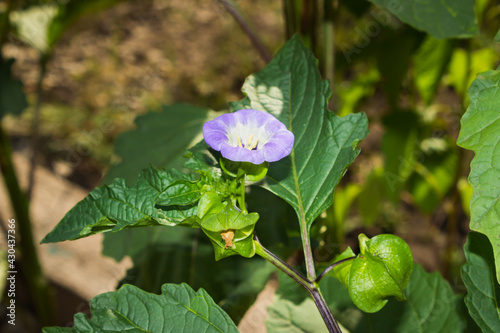 Nicandra physalodes, of the family Solanaceae. photo