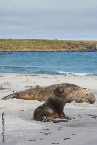 Male Southern Sea Lion (Otaria flavescens) among a breeding group of Southern Elephant Seal (Mirounga leonina) on Sea Lion Island in the Falkland Islands.