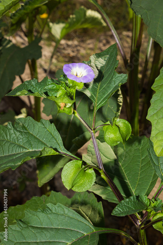 Nicandra physalodes, of the family Solanaceae. photo