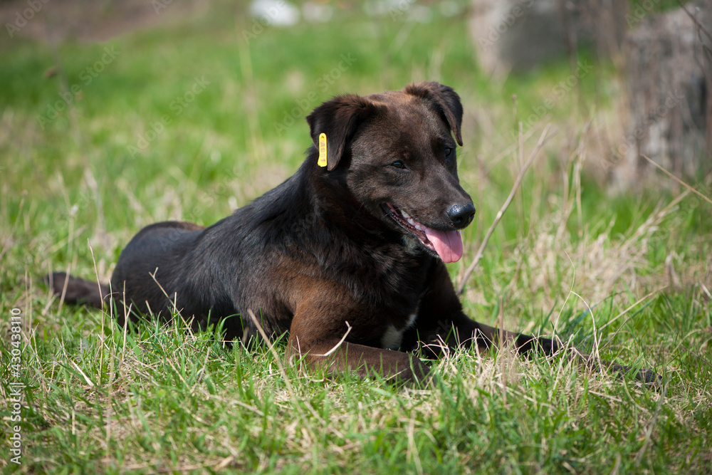 big black dog. dog on the grass. adult purebred dog in spring or summer, lying on the grass, on the lawn or green park on the grass in sunshine. looks at me. home or homeless animal