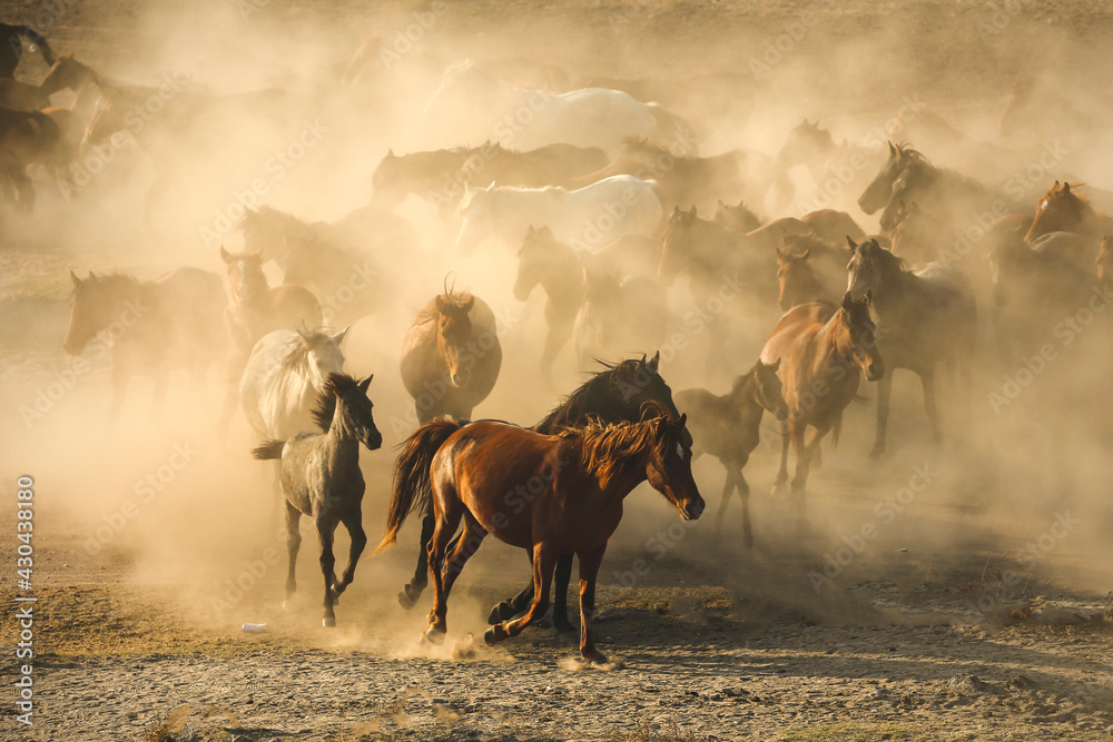 Fototapeta premium horses in nature