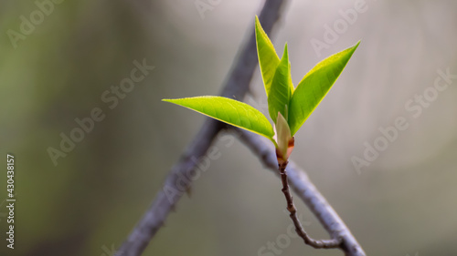 green sprouts in close-up 8